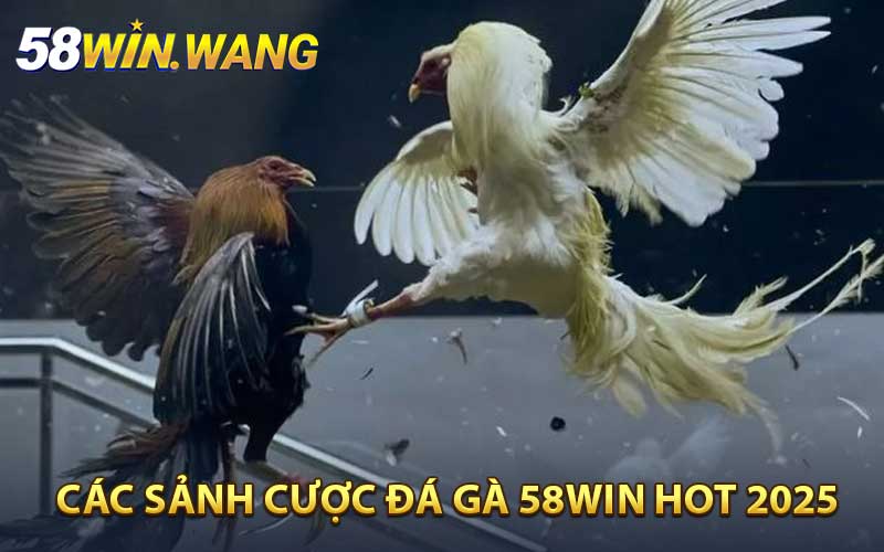 Những hình thức đá gà 58WIN hot nhất 2025