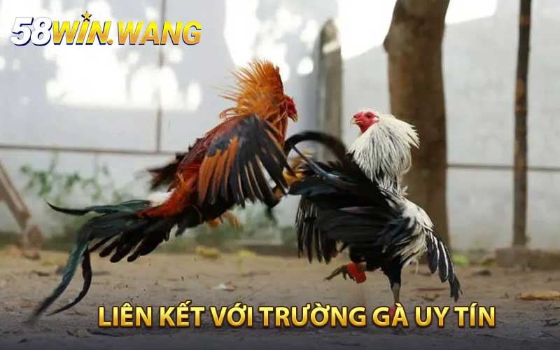 Liên kết với trường gà uy tín